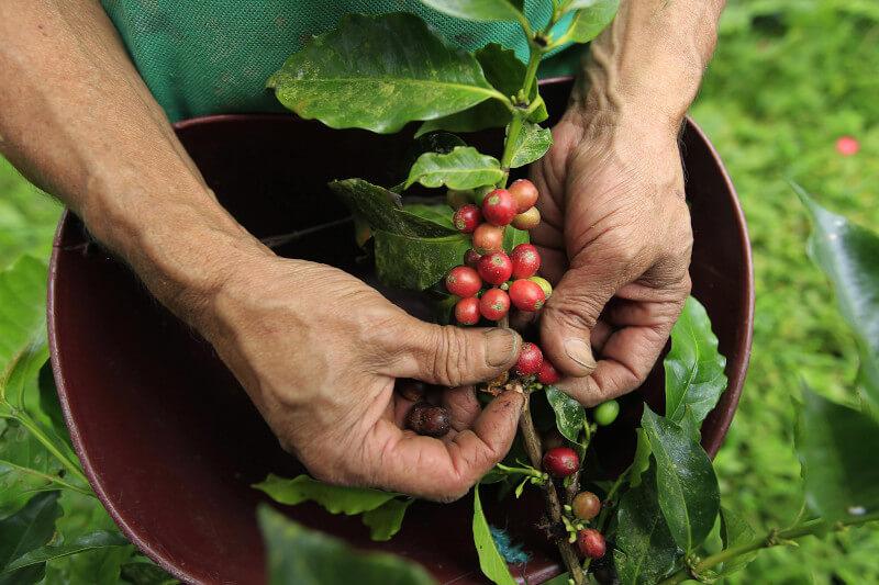 Кофейная ферма в Колумбии